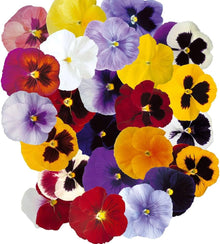 Garden Pansy Viola Tricolor Seeds for colorful blooms in the Home Indoor Pots
