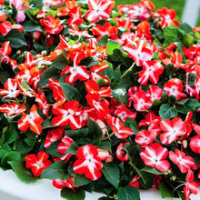 Impatiens Accent Premium Flower Mix Seeds for a bright addition to the flower bed
