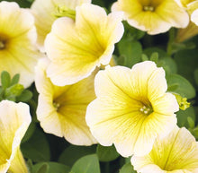 Petunia flower Seeds (Petunia hybrida) for a bright addition to the indoor pots or window boxes