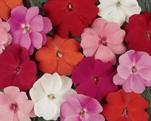 New Guinea Impatiens Divine Blue Pearl flower Seeds known for partial shade blooms