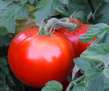 Balkon Red F1 Tomato Seeds valued by growers for balconies