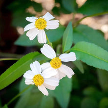 Spanish Needle Seeds (Bidens alba) for a bright addition to the pollinator gardens and meadows