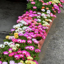 Livingstone Daisy Mix Seeds for low-maintenance growers