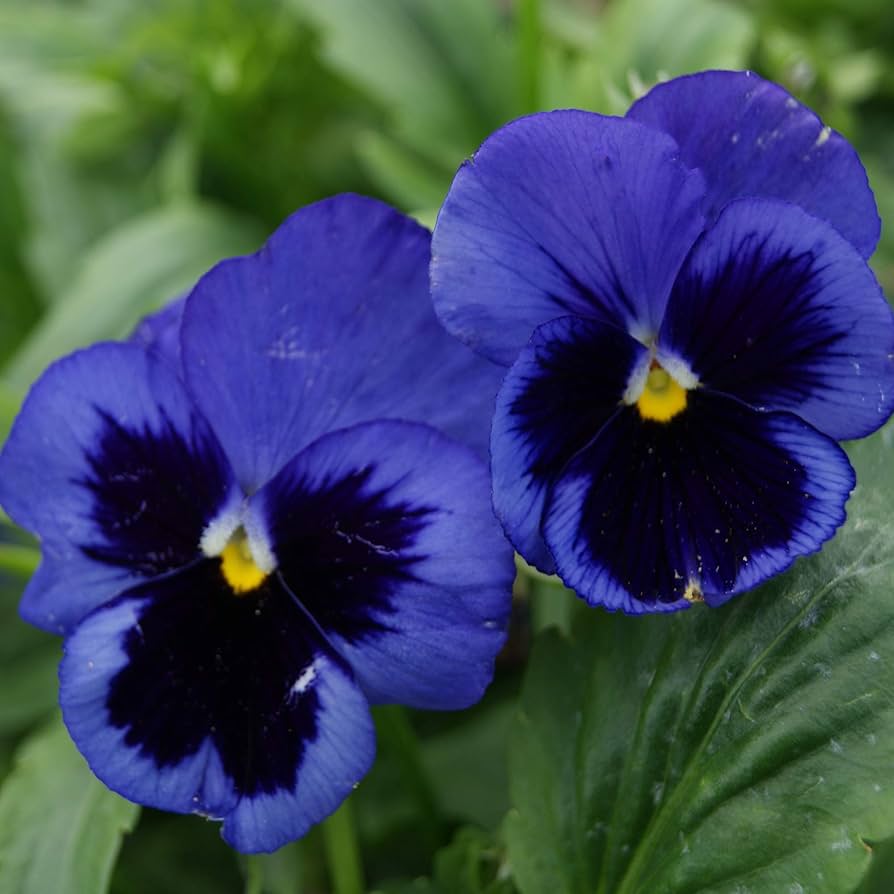 Bergwacht Pansy ��������� Viola ������ wittrockiana ��������� for planting in flower borders