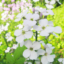 Dame’s Rocket Seeds for a lasting display in the Flower Beds