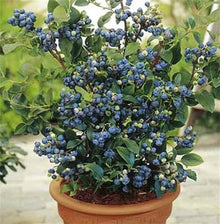 Blueberry Tree Seeds for sweet homegrown fruit in the Fruit Planting in Pots or Bonsai
