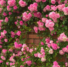 Exotic Climbing Rose Seeds for climbing cover in the Pink Garden