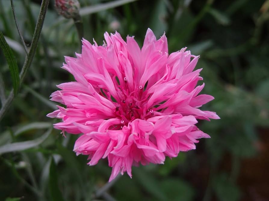 Tall Pink Bachelor Button ��������� Centaurea cyanus ��������� for planting in home garden