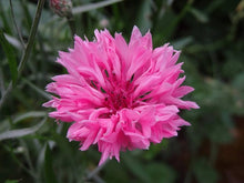 Tall Pink Bachelor Button ��������� Centaurea cyanus ��������� for planting in home garden