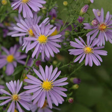 Smooth Blue Aster Seeds for colorful blooms in the Bulk Wildflower Garden Borders