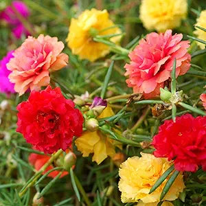 Rose Rosa Hybrida Mixed Flower Seeds for Planting – Colorful Variety for Garden Beds and Home Landscaping