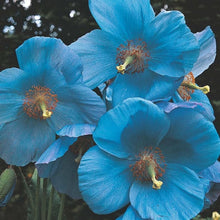 Blue Himalayan Poppy Seeds (Meconopsis betonicifolia) for a lasting display in the flower beds and cool gardens