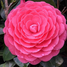Rainbow Camellia Seeds for seasonal color across the Flower Bed