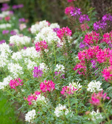 Cleome Cleome hassleriana for planting in flower bed.