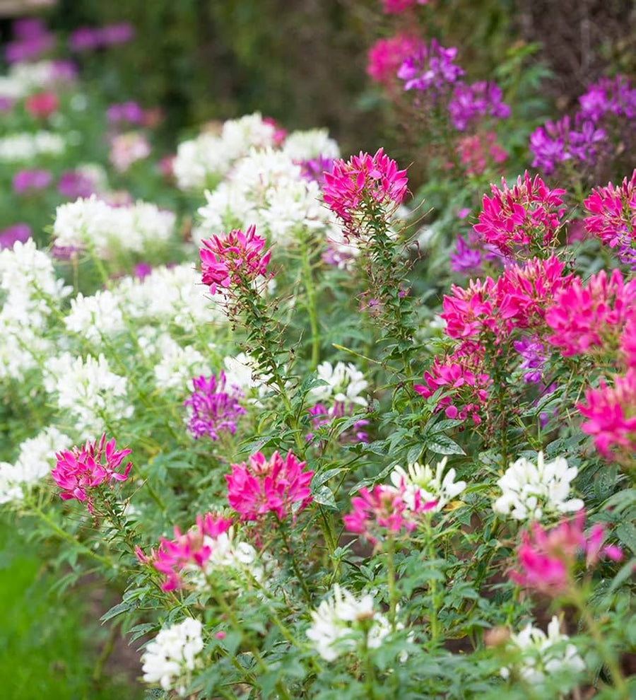 Cleome Cleome hassleriana for planting in flower bed.