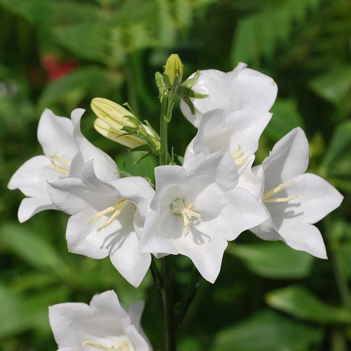 Heirloom Non-GMO Peached-Leaved White Bellflower Seeds