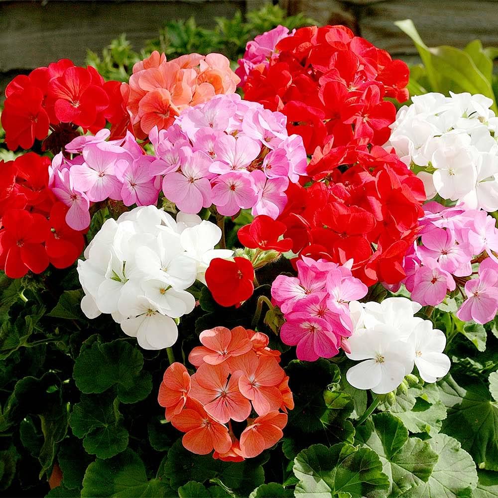 Mixed Geranium Pelargonium spp for planting in flower bed