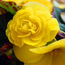 Begonia Begonia tuberhybrida tuberous mocha yellow flower seeds for home garden - for planting in home garden