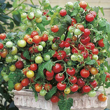 Vishenka Cherry Tomato Seeds for a reliable harvest in the Home Gardens