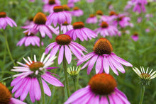 Purple coneflower  Echinacea purpurea  seed for perennial garden and pollinator habitat