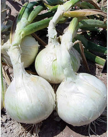 Onion Seeds (Allium cepa) for a reliable harvest in the Sweet White Variety in Kitchen Garden