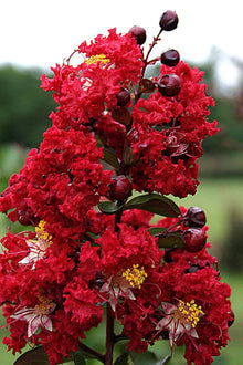 Red Crepe Myrtle Tree Seeds for a lasting addition to the Flowering Bonsai or Landscape Trees