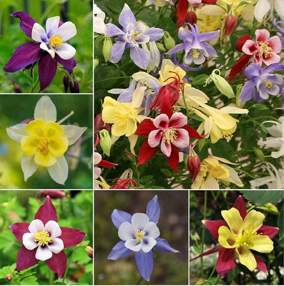Blue Columbine (Aquilegia spp.) for perennial garden cultivation