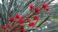 Larch Tree Seeds (Larix decidua) for growers establishing the landscaping and large gardens