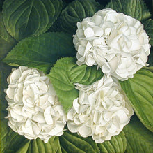 Hydrangea Seeds (Hydrangea macrophylla) for long-term planting in the yard