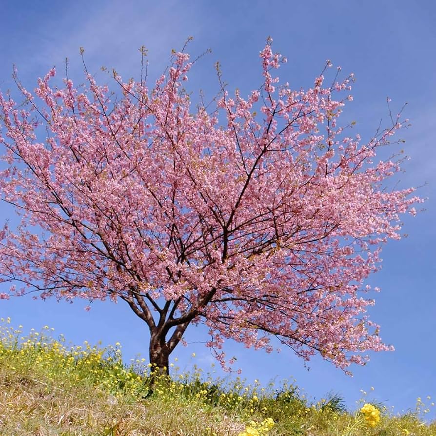 Japanese Sakura Bonsai Cherry Blossom Seeds for sweet homegrown fruit in the Outdoor Garden