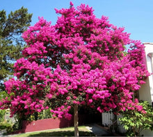 Crepe Myrtle Tree Seeds known for stunning Flowering Trees