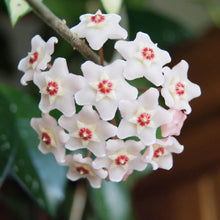 Hoya Carnosa Flower ��������� Hoya carnosa ��������� for planting in pink white garden