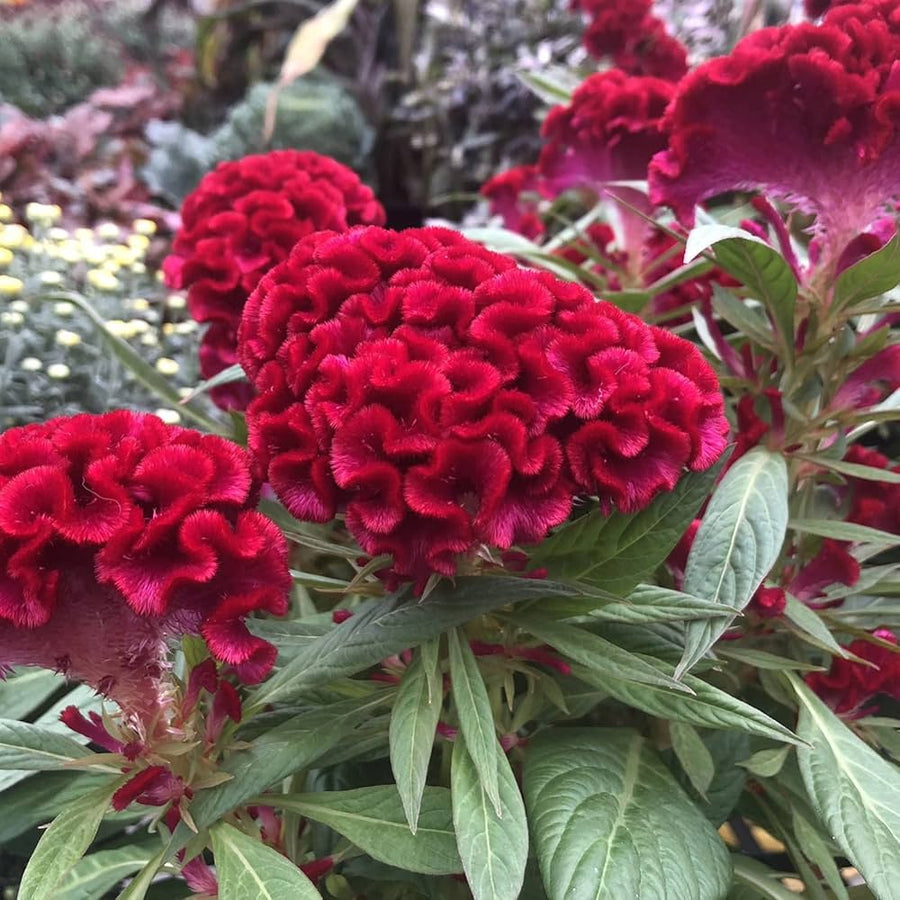 Toreador Cockscomb Celosia Flower Seeds â€“ Intense Red Blooms with Unique Texture