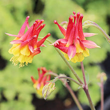 Columbine Seeds (Aquilegia vulgaris) for a lasting display in the flower beds and cottage garden