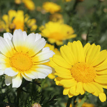Chrysanthemum Coronarium Garland Daisy Seeds for colorful blooms in the Flower Bed