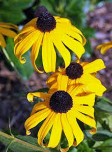 Rudbeckia Coneflower Seeds (Rudbeckia hirta) for seasonal color across the Wildflower Garden