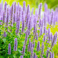 Lophantus Seeds for seasonal color across the Flower Bed & Urban Garden
