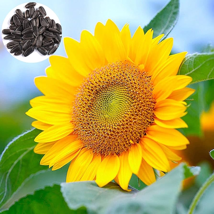Panache Sunflower Seeds for a colorful addition to any planting
