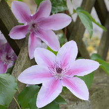Pink Clematis Clematis Florida Seeds for vertical growth across the Vertical Climbing Trellises