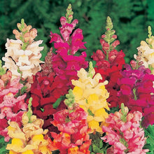 Antirrhinum Seeds (Antirrhinum majus) for colorful blooms in the flower bed and home garden