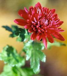 Chrysanthemum Seeds for gardeners building out beds and borders