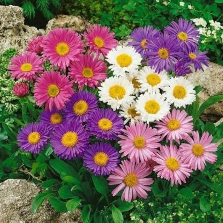 Organic Rainbow Aster Seeds â€“ Vibrant Mixed Flowering Variety