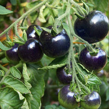 Jungjongjin Rainbow Tomato Seeds for growers stocking a kitchen garden