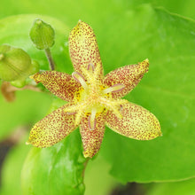 Tricyrtis Lily Seeds (Tricyrtis hirta) for seasonal color across the Shade Home Garden