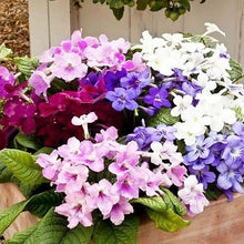 Italy Cape Primrose Seeds (Streptocarpus spp.) for growers filling out the Indoor Containers