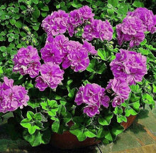 Geranium Seeds (Pelargonium spp.) for a bright addition to the Flower Bed & Home Garden