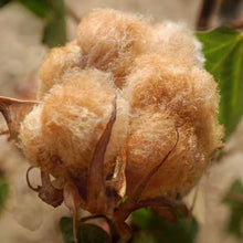 Shades of Brown Seeds for reliable seasonal color
