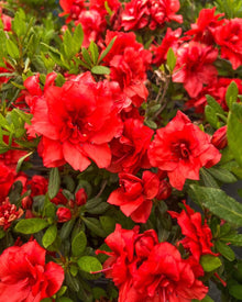 Rare Azalea Seeds for reliable seasonal color