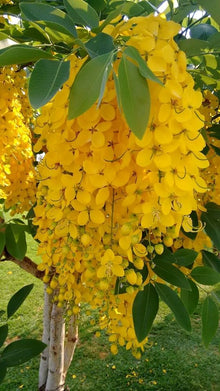 Golden Chain Tree Yellow Seeds for a lasting addition to the Garden