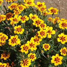 Calendula "Dainty Marietta" Semi-Traditional Non-GMO Seeds for reliable seasonal color